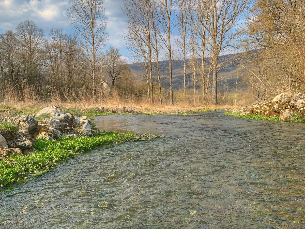 Počeci uzgoja paradajza