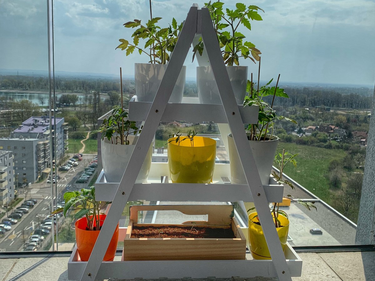 Uzgoj sadnica paradajza u&nbsp;stanu